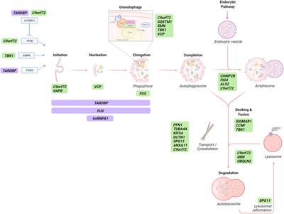 The Interplay Between Autophagy and RNA Homeostasis: Implications for Amyotrophic Lateral Sclerosis and Frontotemporal Dementia